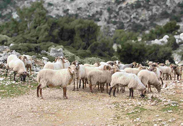 Βοσκοτόπια